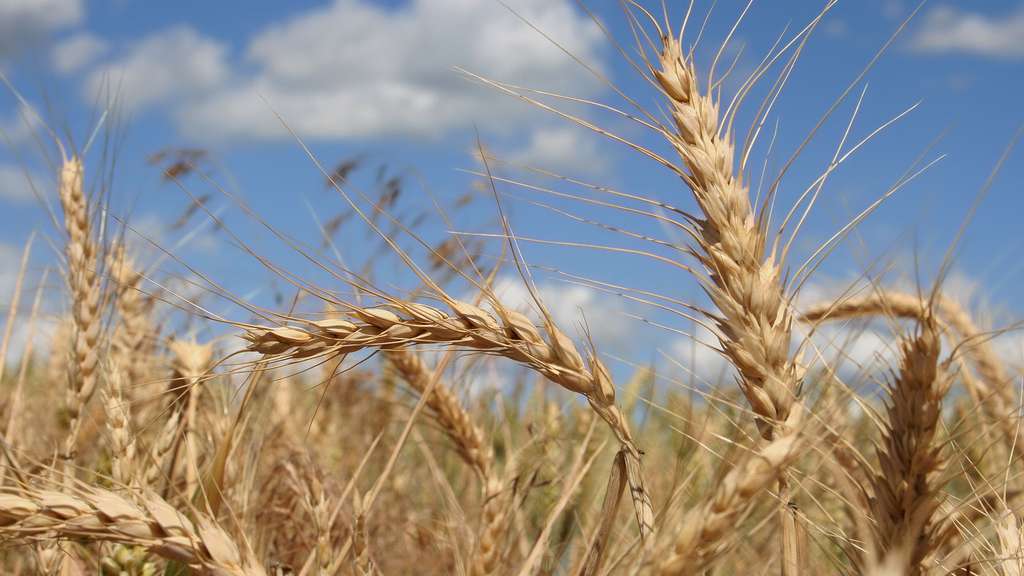 Maroc : 3 Mds de DH de subventions pour le blé tendre depuis début 2022